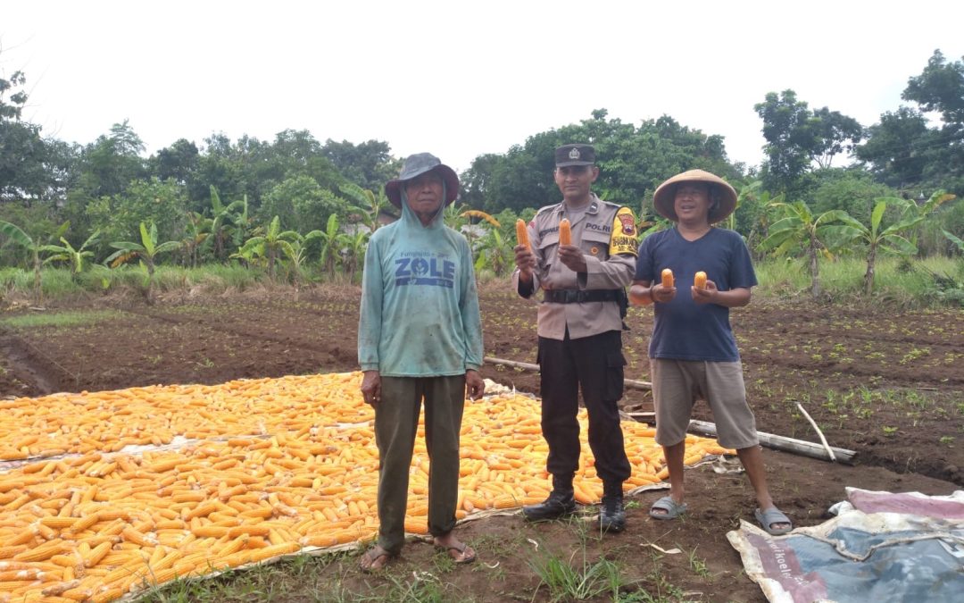 Bhabinkamtibmas Meteseh Sapa Petani, Dorong Ketahanan Pangan Lewat Sambang Kamtibmas