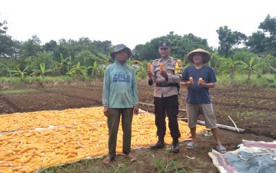 Bhabinkamtibmas Meteseh Sapa Petani, Dorong Ketahanan Pangan Lewat Sambang Kamtibmas
