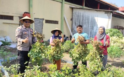 Dukung Ketahanan Pangan, Bhabinkamtibmas Kalicari Sambang dan Panen Kacang Tanah Bersama Poktan